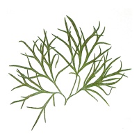 Flor seca prensada larkspur leaves verde - Innspiro - 10 unidades